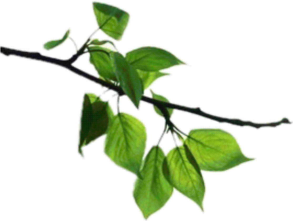 Transparent Tree Limb Png - Orange Tree Leaf Png, Png Download, free ...