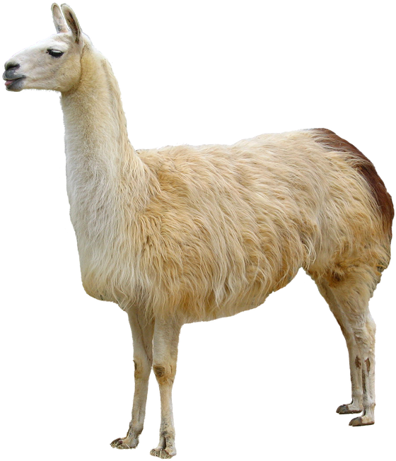 Llama Animal Domestication Bactrian Camel - Llama Png, Transparent Png