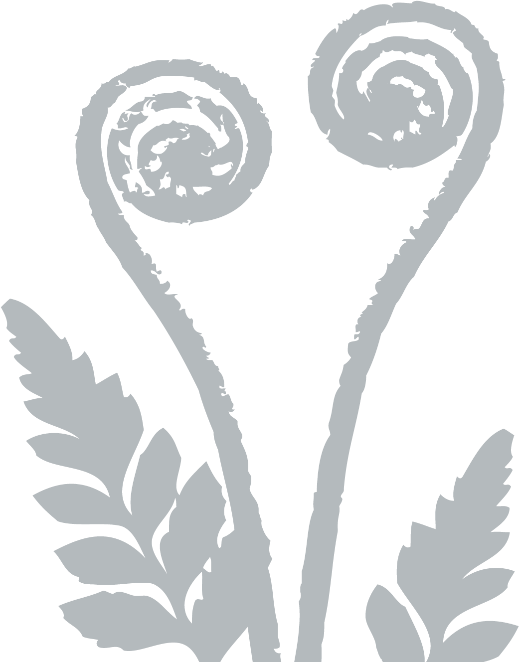 Transparent Ferns Png - Silver Fern Png, Png Download, free png ...