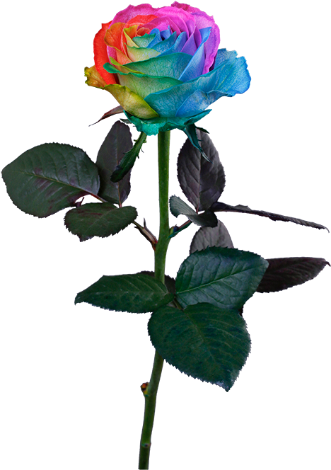 Transparent Rainbow Rose Png - Stem Rainbow Rose Png, Png Download ...