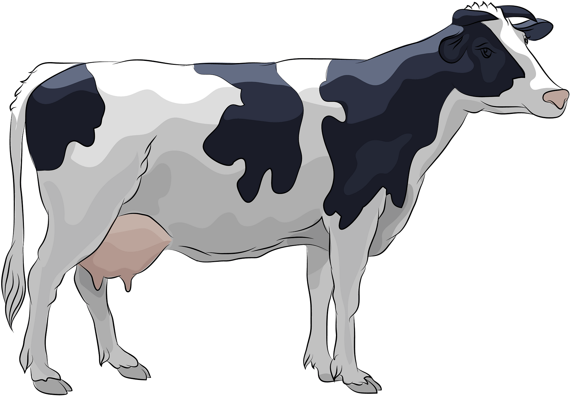 Download Holstein Cow Clipart - Transparent Cow Clipart, HD Png ...