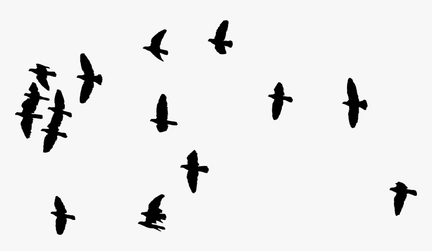 flock of flying birds silhouette