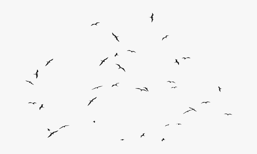 Flock, HD Png Download, Free Download