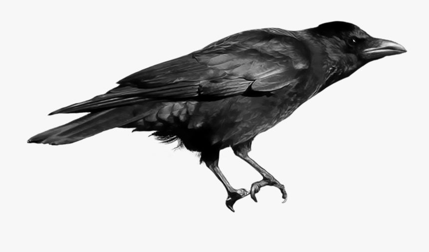 Raven Bird Png - English Birds Sounds Name, Transparent Png, Free Download