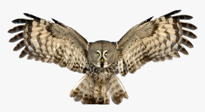 Download Owl Png Pic - Owl Png, Transparent Png, Free Download