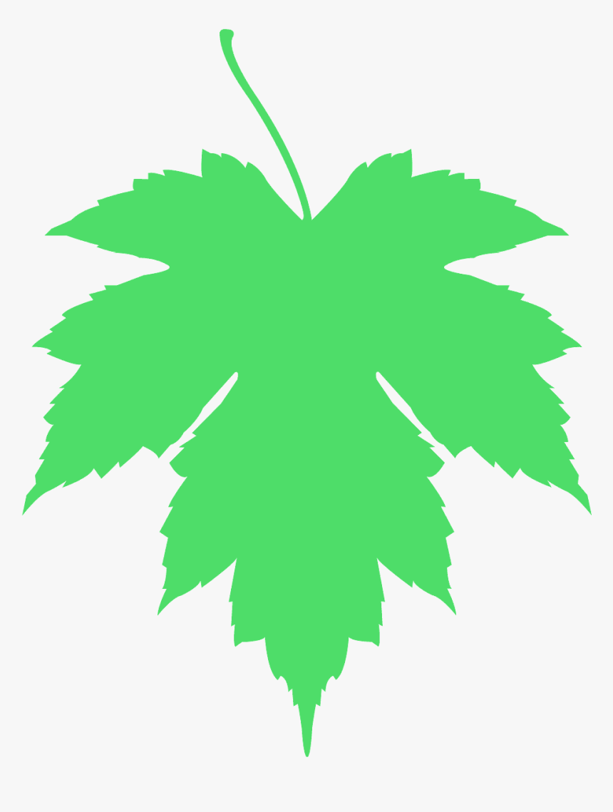 Acer X Freemanii Leaf, HD Png Download, Free Download