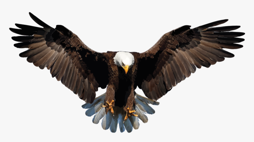 Download Bald Eagle Png Background Image - Eagle Clipart Png, Transparent Png, Free Download