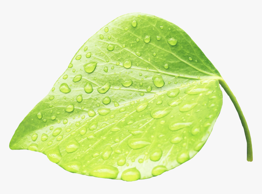 Leaves Water Green Rain - Rain Picsart Leaf Png, Transparent Png, Free Download