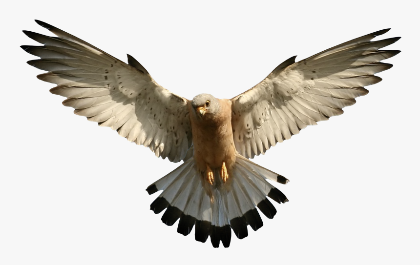 Eagle Png Image, Free Download - Falcon Transparent Png, Png Download, Free Download