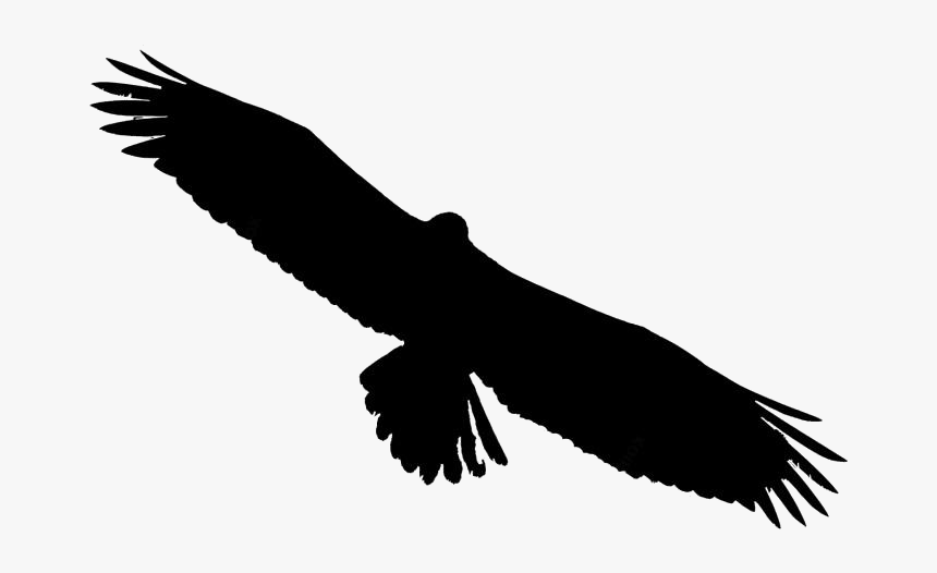 Transparent Bald Eagle Png Image - Golden Eagle, Png Download, Free Download