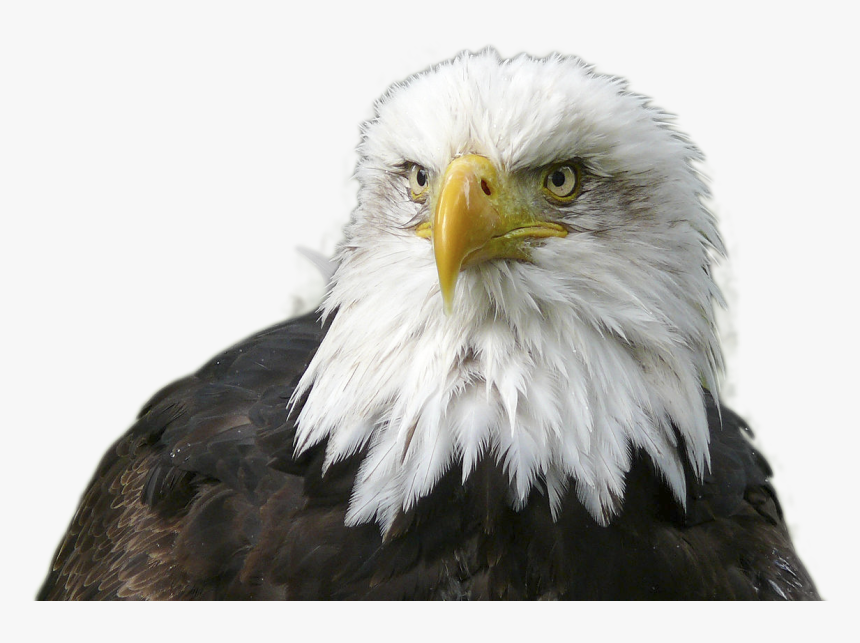 Eagle With A Crown, HD Png Download, Free Download