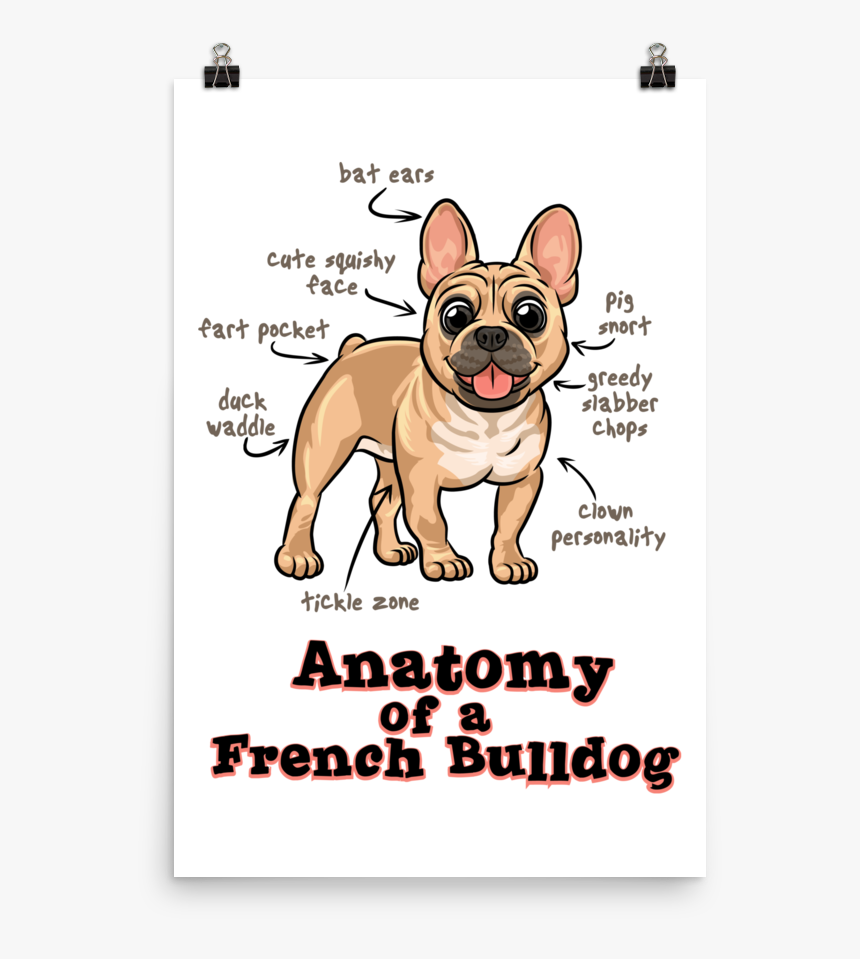 Transparent Pug Face Clipart - French Bulldog Fawn Clipart, HD Png Download, Free Download