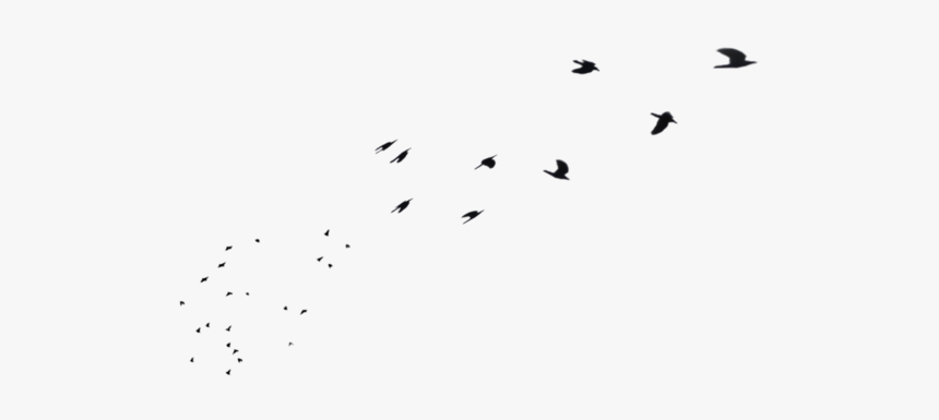 Flock, HD Png Download, Free Download