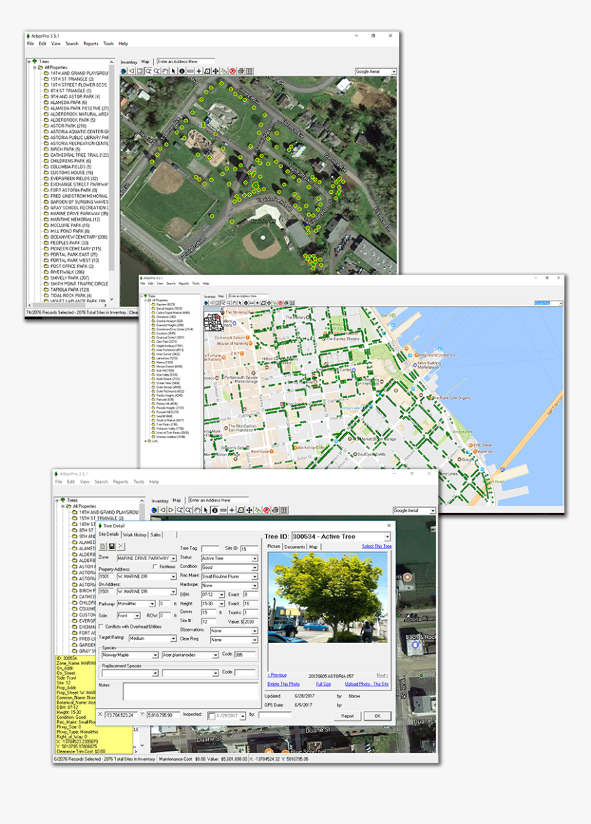 Transparent Aerial Tree Png - Arbor Pro Software, Png Download, Free Download