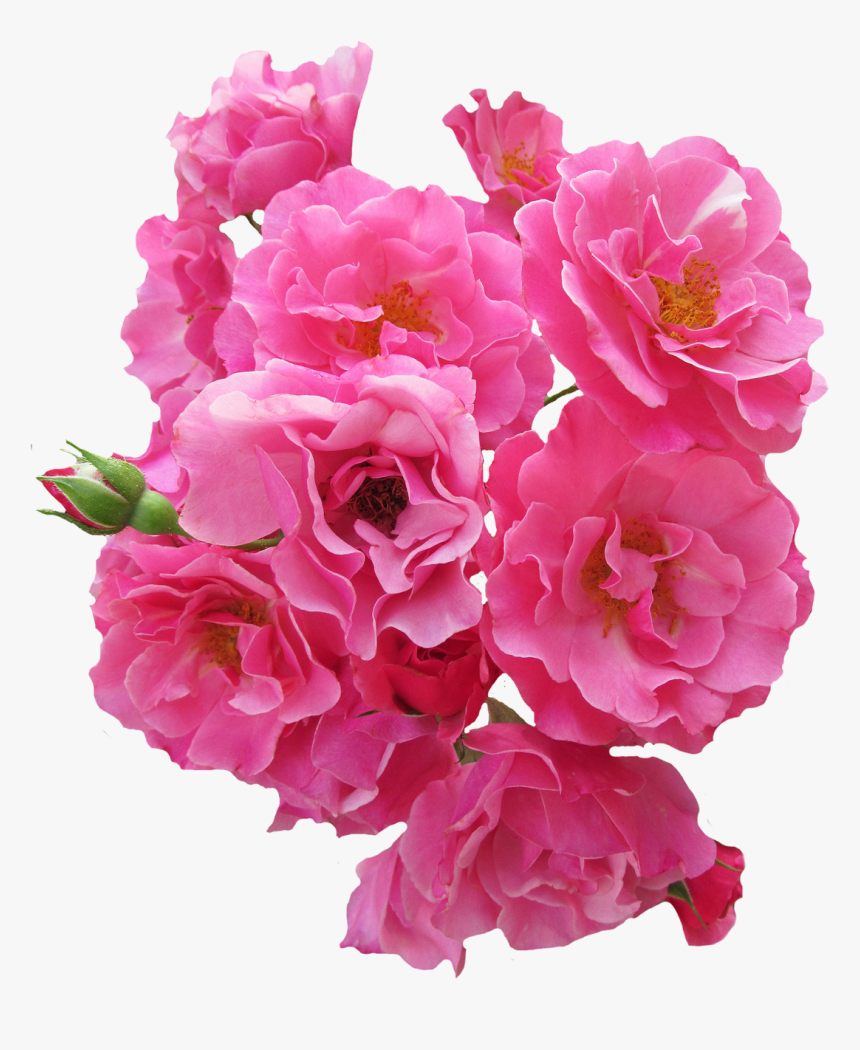 Bunch Pink Rose Flower Png Image - Pink Flower Bunch Png, Transparent Png, Free Download