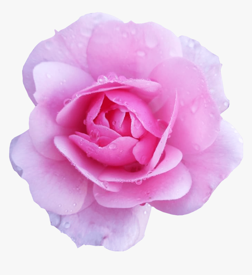 Flower Image Transparent Background Pink Rose Flower - Pink Flower Transparent Background, HD Png Download, Free Download