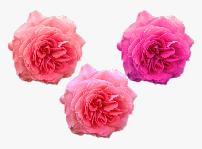 Transparent Rose Flowers Png - Rose, Png Download, Free Download