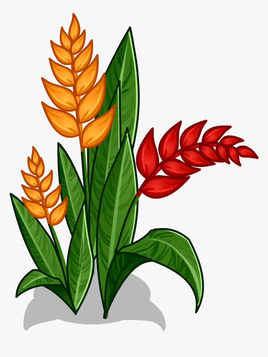 Heliconia - Amazon Rainforest Plants Drawing, HD Png Download - kindpng
