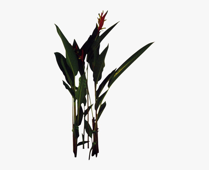 Heliconia, HD Png Download, Free Download