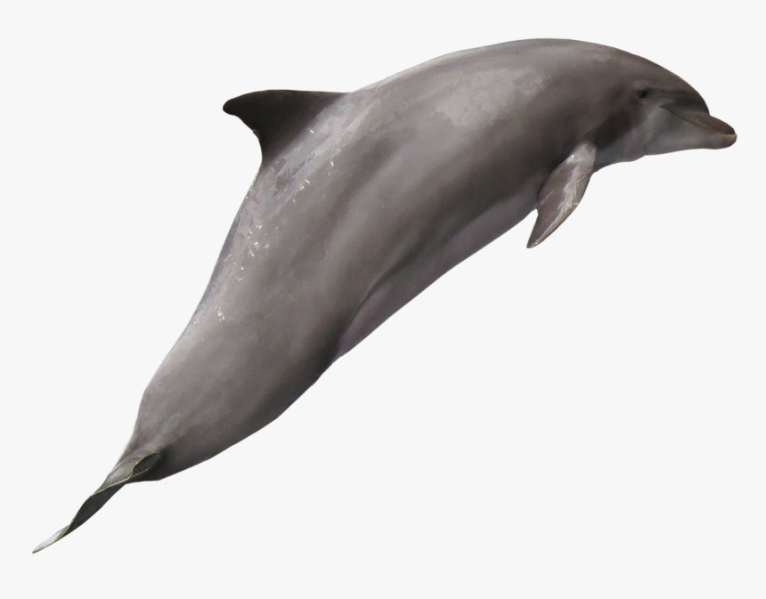 Dolphin, HD Png Download, Free Download