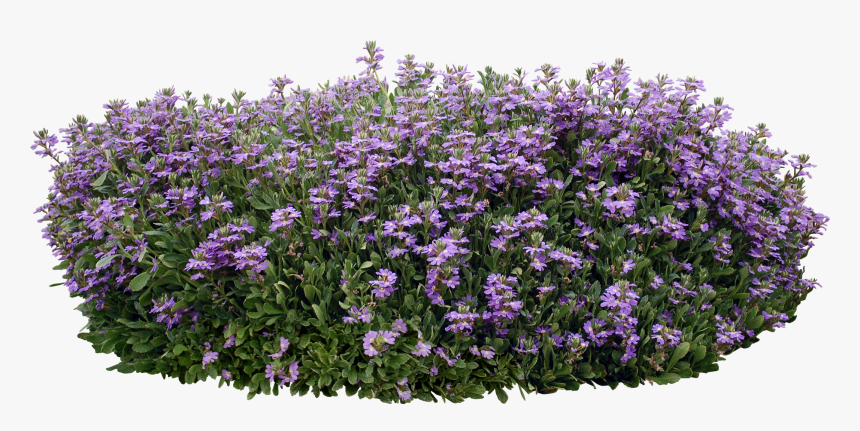 Mexican Petunia, HD Png Download, Free Download