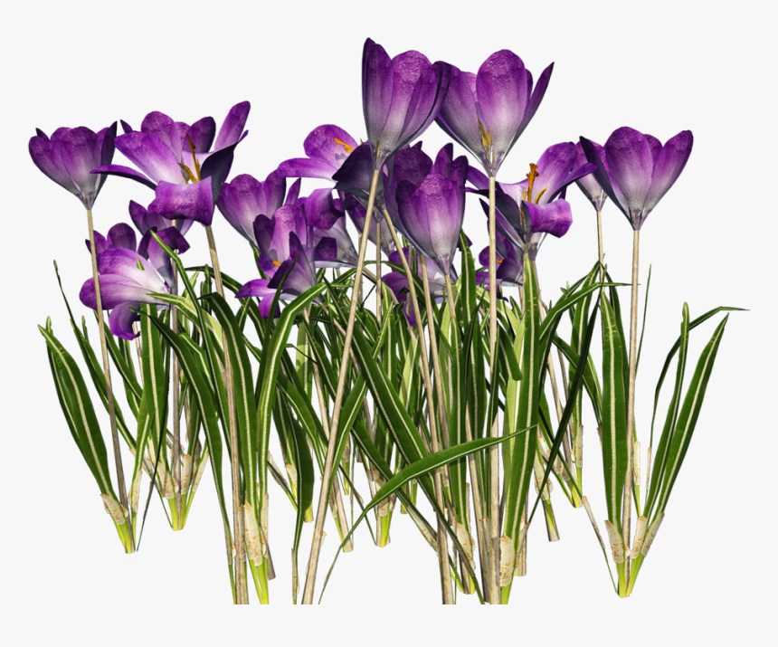 Download Crocus Png Clipart - Krokus Png, Transparent Png, Free Download