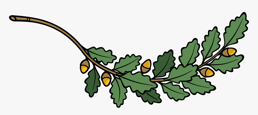 Clip Library Library Branch Big Image Png - Clip Art Oak Leaf Branch, Transparent Png, Free Download