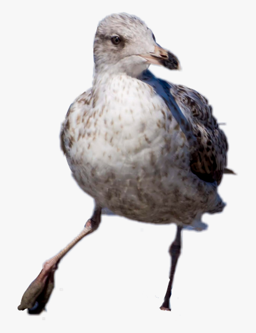 #bird #pájaro #gaviota #pájarosalvaje #savagebird Png - Black Bellied Plover, Transparent Png, Free Download