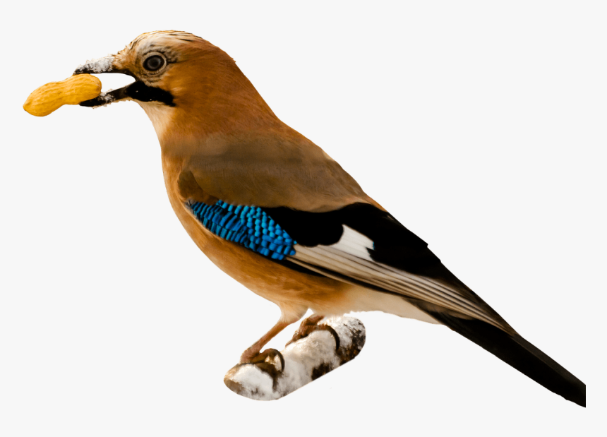 Pájaro Comiendo Maní - Bird Eating Png, Transparent Png, Free Download