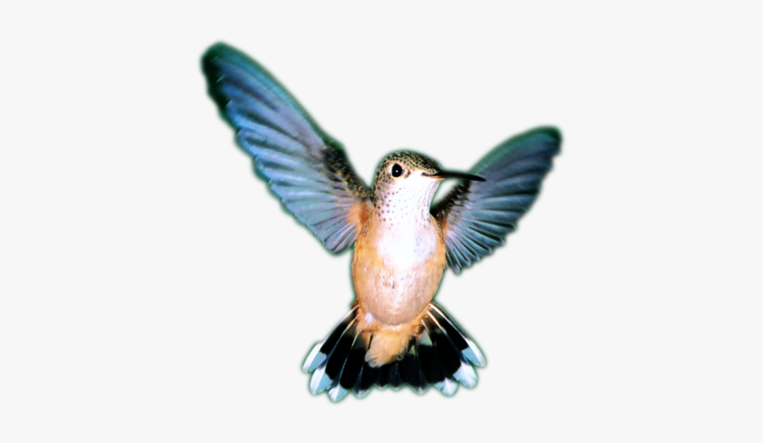 Ruby-throated Hummingbird, HD Png Download, Free Download