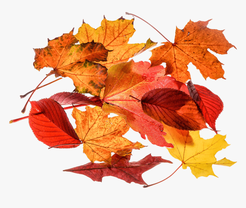 Autumn, Leaves, Leaf, Png, Transparent, Fall Color - Foglie Autunno Png, Png Download, Free Download