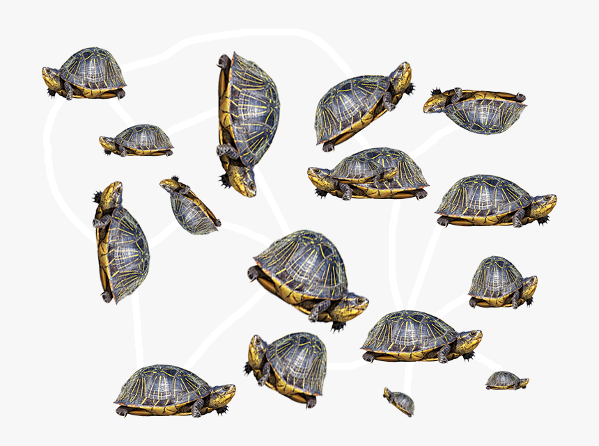 Florida Redbelly Turtle, HD Png Download, Free Download