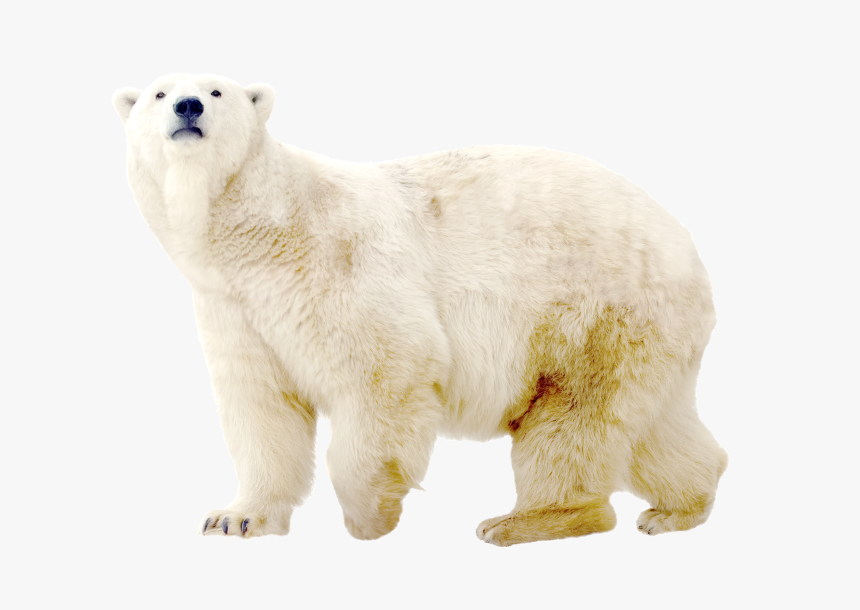 Polar Bear Transparent Background, HD Png Download, Free Download