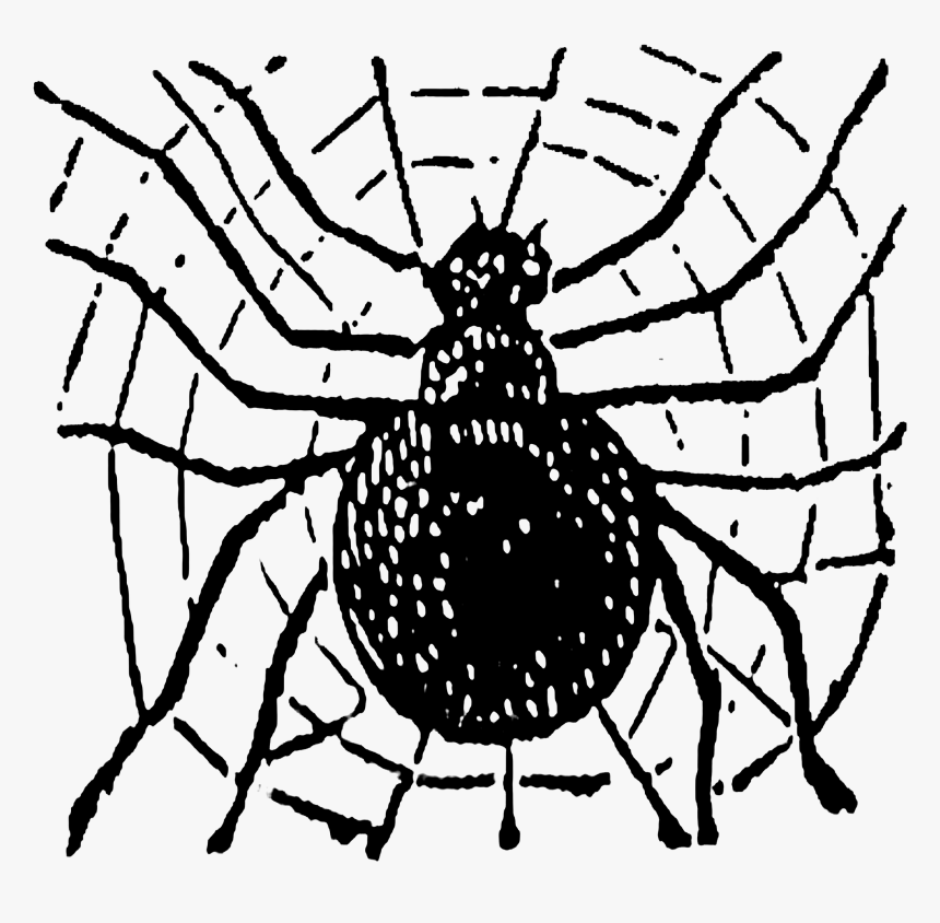 Transparent Spider Web Clip Art - Spider Web, HD Png Download, Free Download