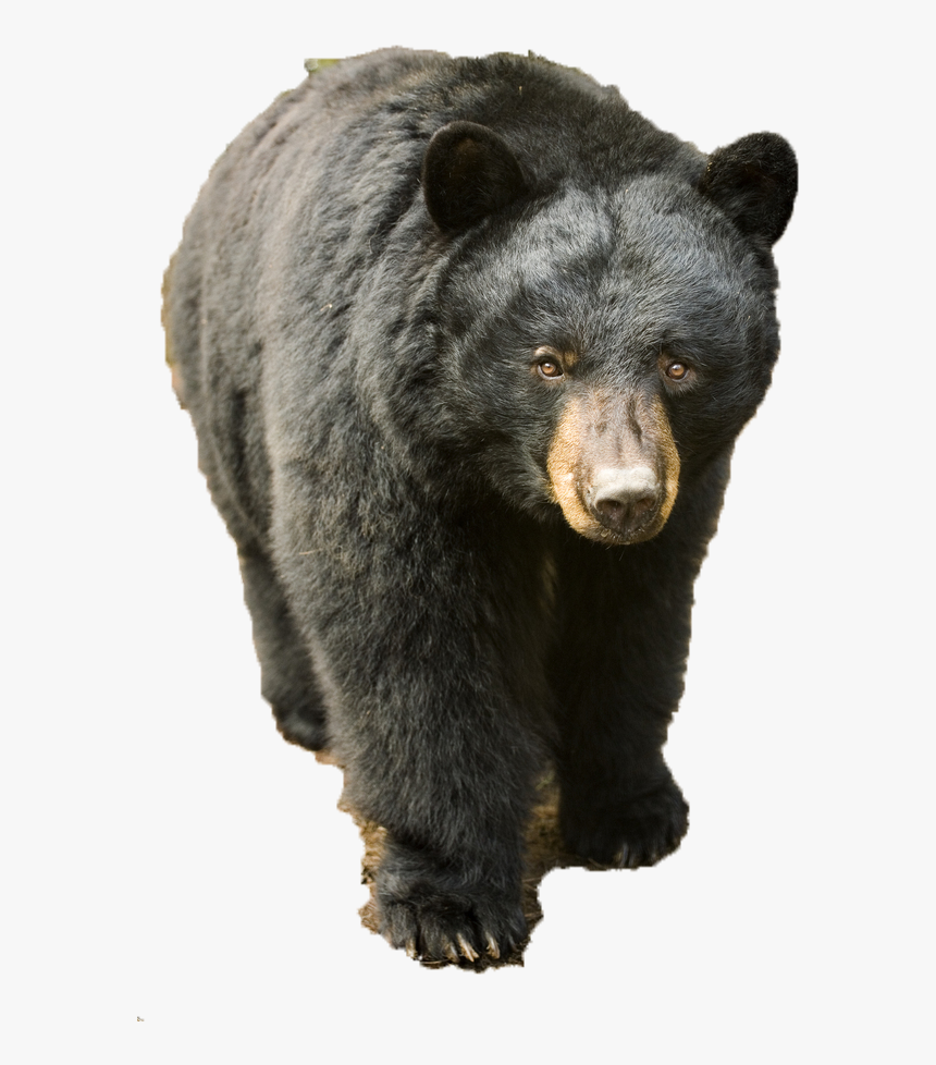 Clip Art Pictures Of Black Bear Cubs - Black Bear Cub Png, Transparent Png, Free Download