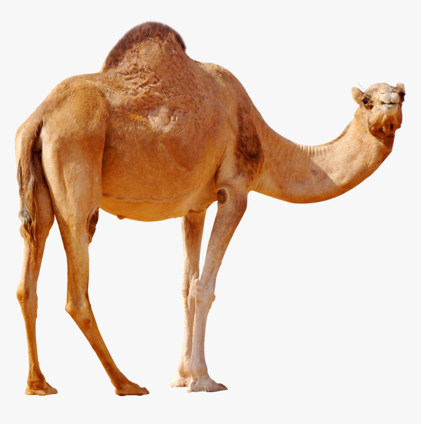 Camel Png, Transparent Png, Free Download