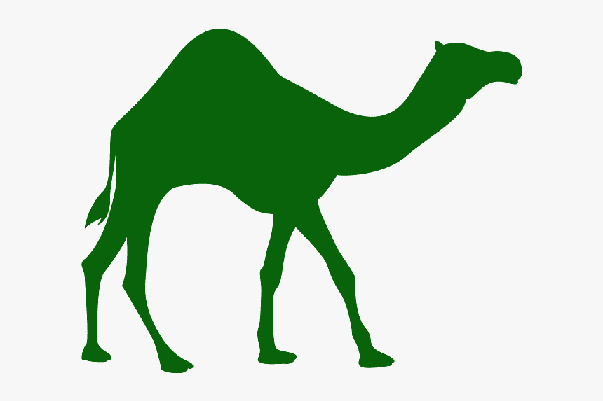 Arabian Camel, HD Png Download, Free Download