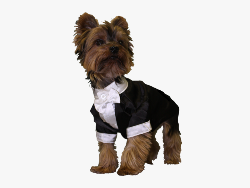 Yorkshire Terrier, HD Png Download, Free Download