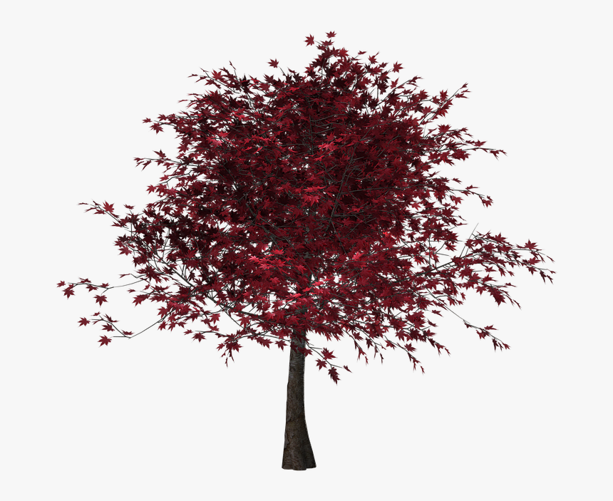 Tree, Autumn, Leaves, Red Leaves, Digital Art, Isolated - Tree With Red Leaves Png, Transparent Png, Free Download