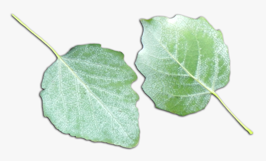 Populus Alba Scanned Leaves - Populus Alba Leaves, HD Png Download, Free Download