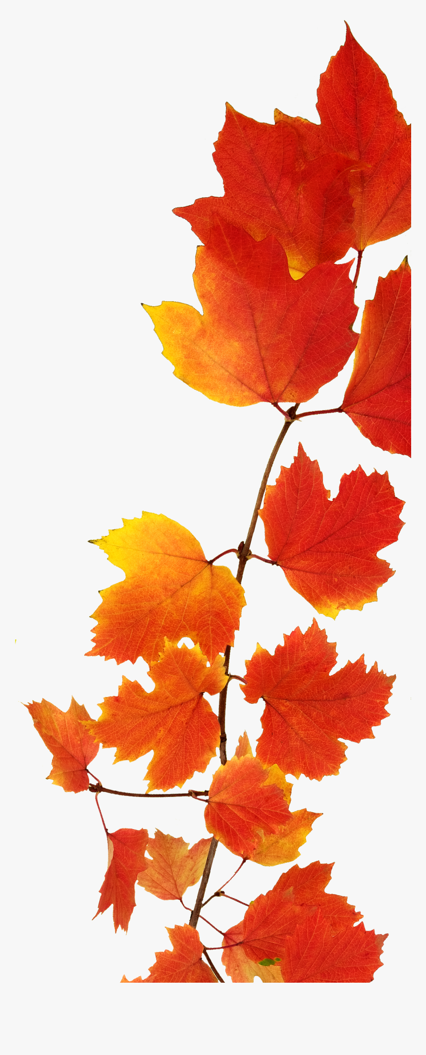 Fall Leaves Watercolor Png, Transparent Png, Free Download