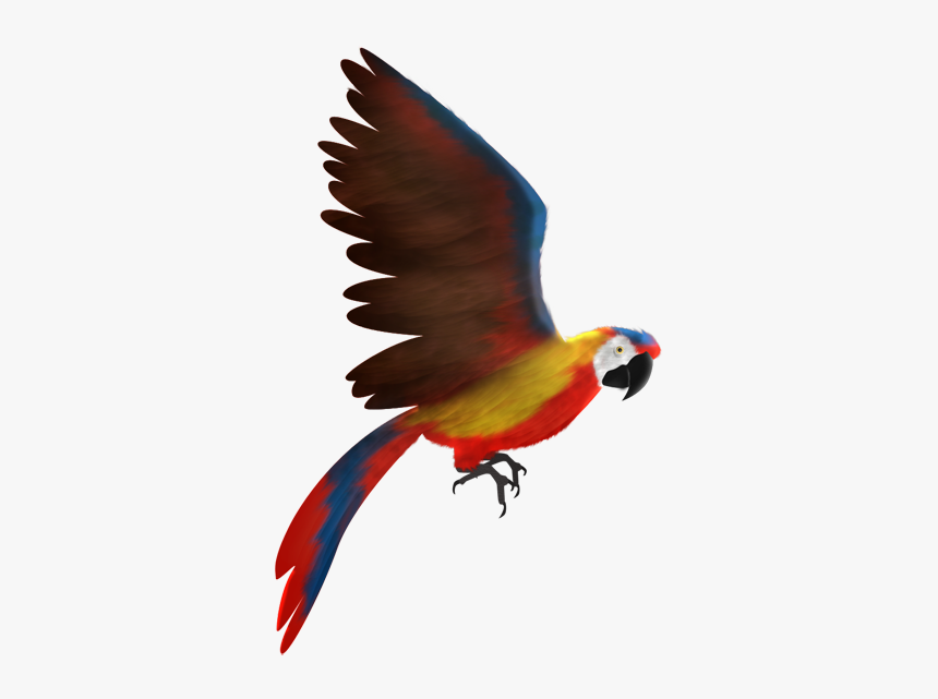 Animated Scarlet Macaw, HD Png Download, Free Download