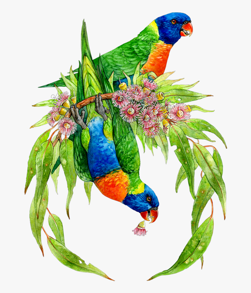 Transparent Guacamaya Png, Png Download, Free Download