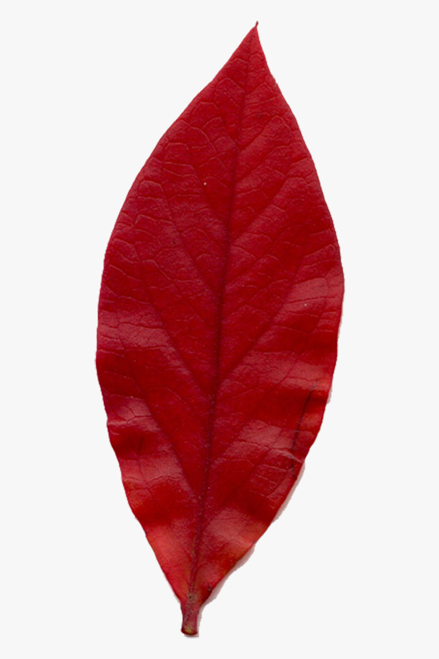 Smooth Sumac, HD Png Download, Free Download