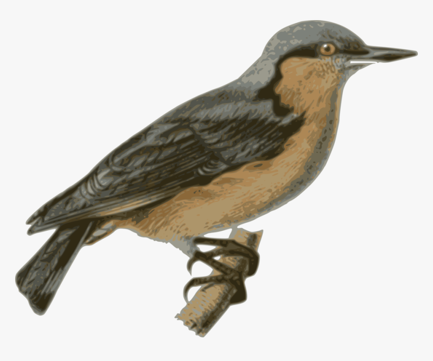 Bird Eurasian Nuthatch Parrot Sparrow - Bird Perched Png, Transparent Png, Free Download