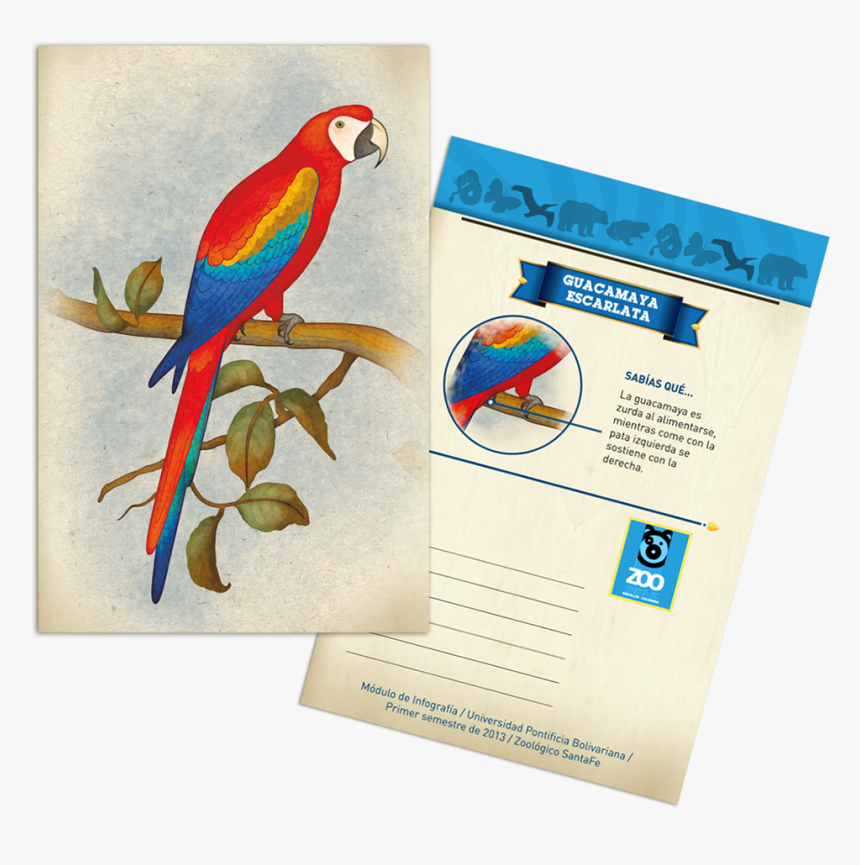 Macaw, HD Png Download, Free Download