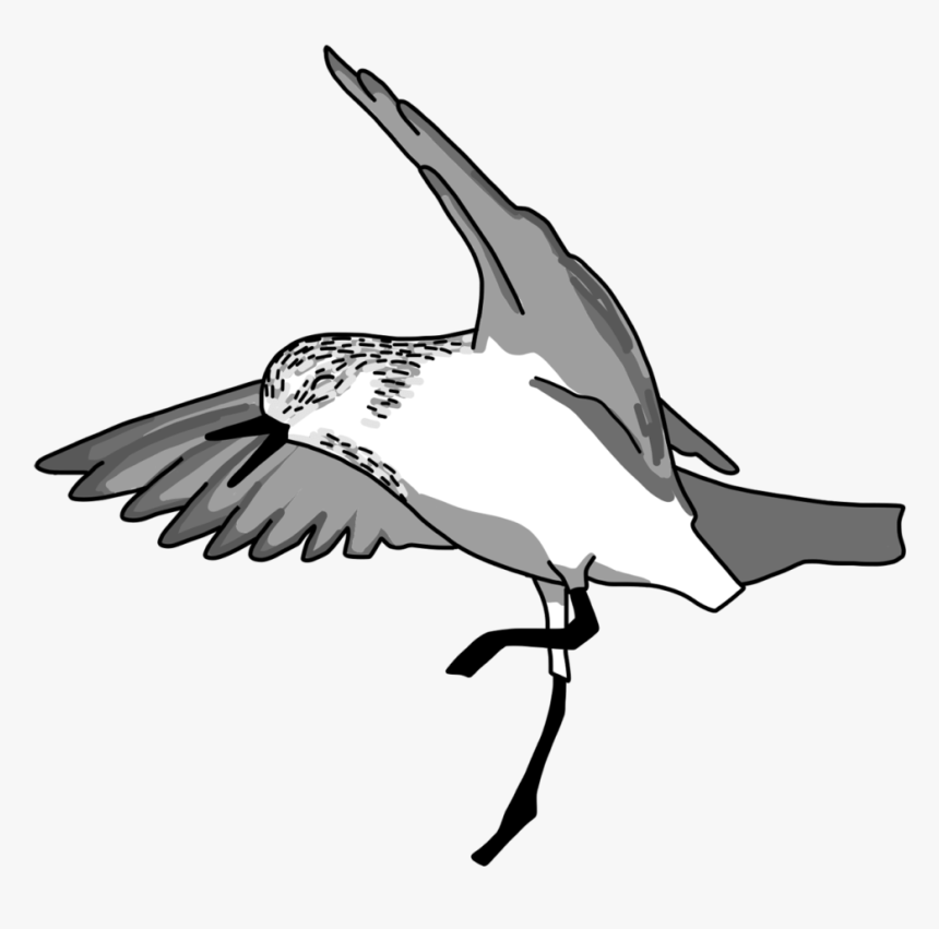 Happy Red-necked Stint - Osprey, HD Png Download, Free Download