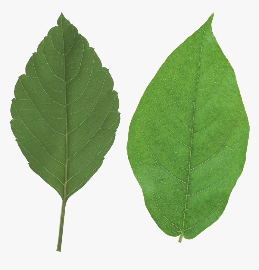 Green Leaves Png Image - Leaf Png, Transparent Png, Free Download