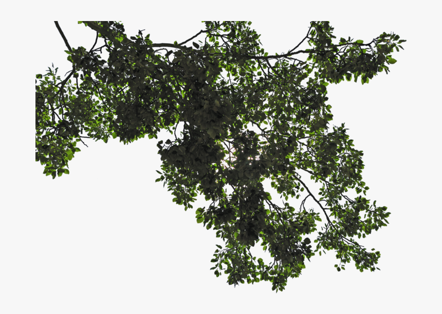 Tree Leaves Png Transparent Image - Tree Leaves Png, Png Download, Free Download