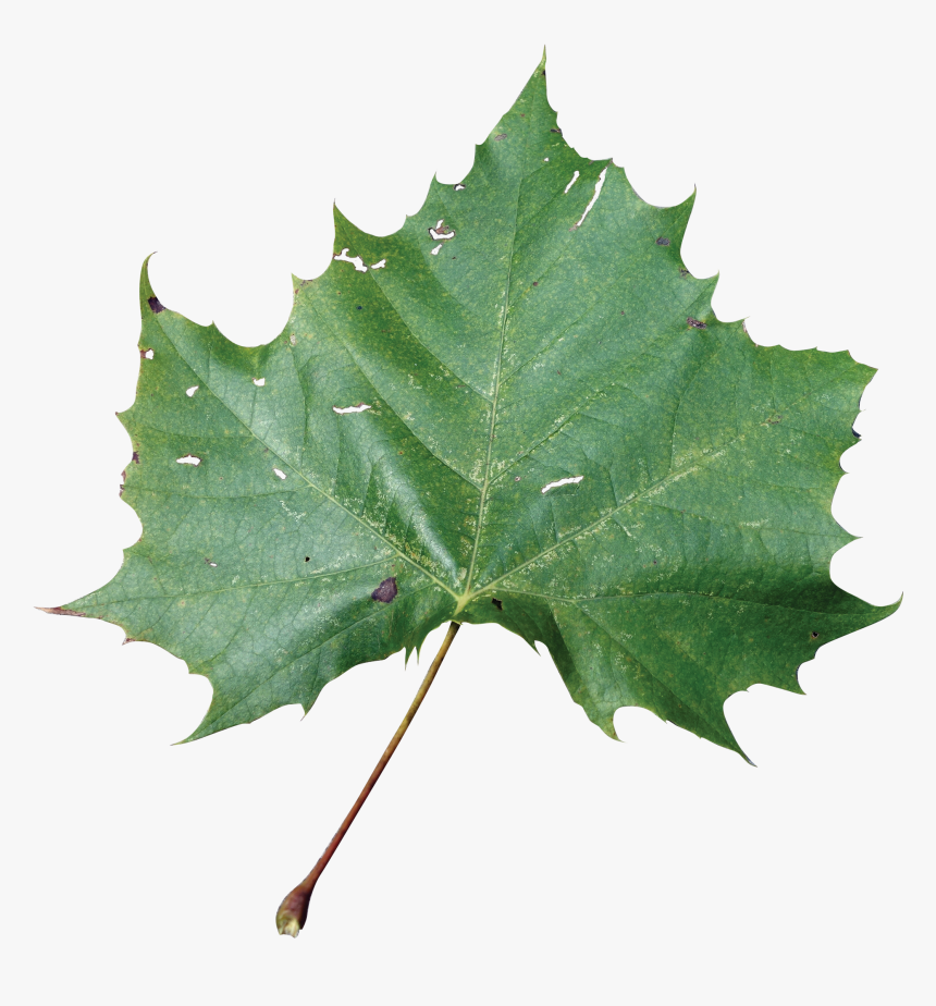 Green Rose Leaf Png, Transparent Png, Free Download